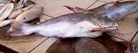 Ikan Lundu
