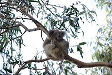 Koala à Kangaroo Island