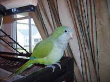 Marley the Quaker Parrot