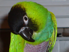 Sammy the Nanday Conure