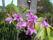 Orquideas