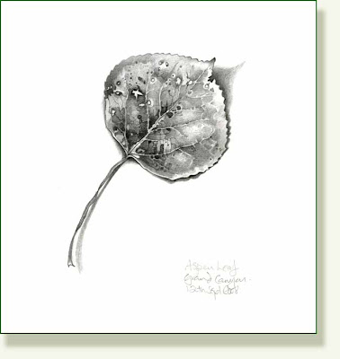 Aspen Drawing
