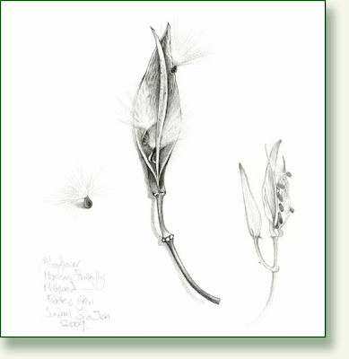 Milkweed Drawing