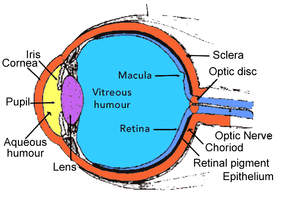 Health Problem Solutions Interior Of The Eyeball