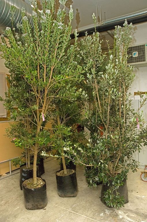 [pohutukawas+009+pp.jpg]