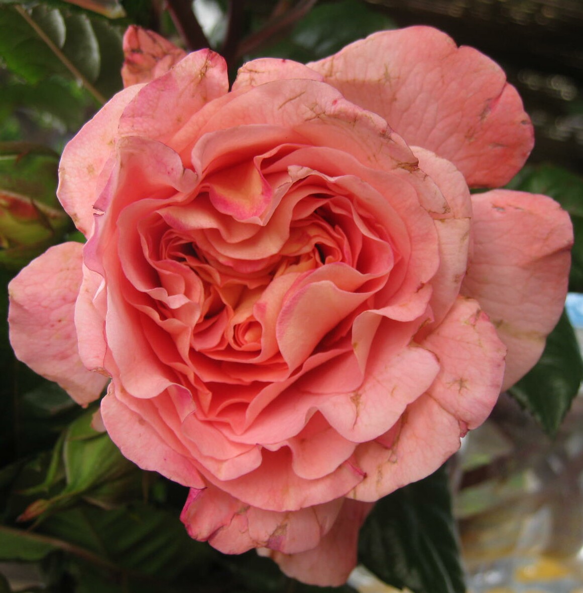 [rose.jpg]