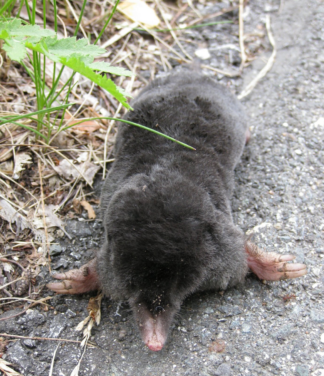 mole in hole