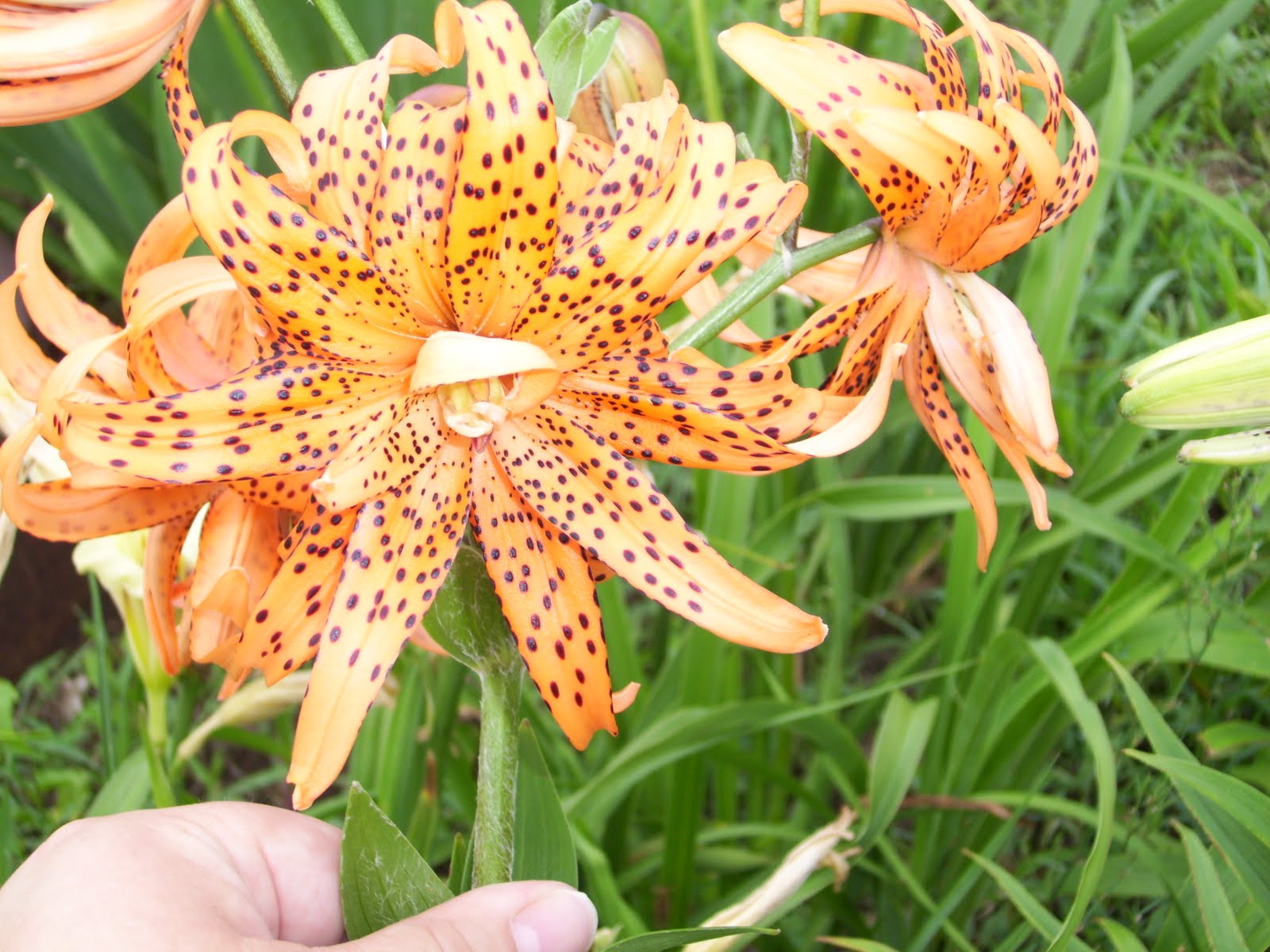 Tiger Lily Flowers