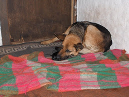 CRIANZA DE CACHORROS