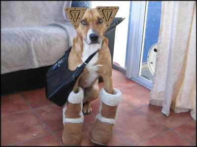 Funny amp; Cute animals Funny amp; Cute animals