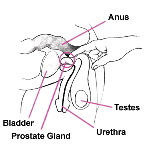 g spot location diagram p spot what where g spot location diagram p spot what where
