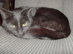 Meet Runa resident black cat at W.U.F.