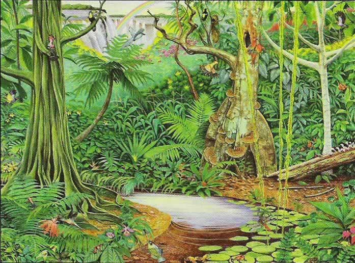 African consuming essay exploitation forest nature photo rain 04 picture