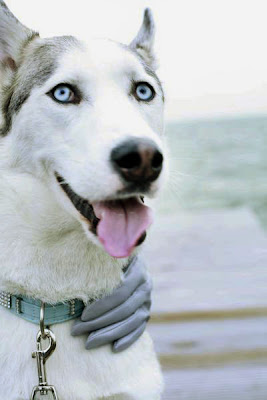 [img width=267 height=400]http://4.bp.blogspot.com/_j6PMkijhCcA/RyYy3a-C6FI/AAAAAAAAAOQ/NmYWfozI4eY/s400/bear%2Bwit%2Bkop2%E2%97%8A2.jpg[/img]