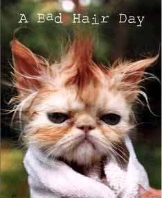 [bad-hair-day.jpg]