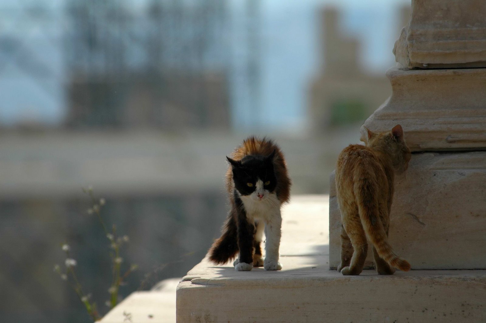[gatocari06.JPG]