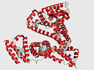 Serum albumin test