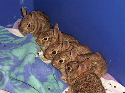 Cottontail Babies