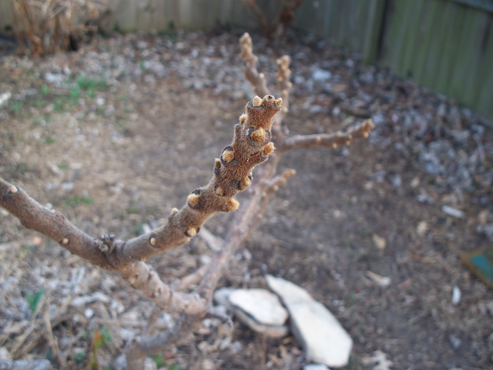 The Zini Garden Baby Sumac