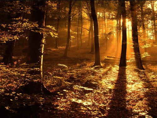 [Sun_ray_in_the_woods.jpg]