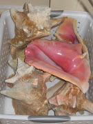 Clean conch shells to bring home