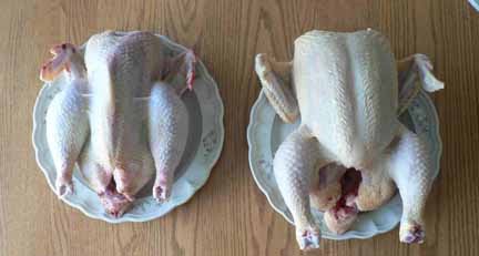 Can Blind Chickens Get Food Can Blind Chickens Get Food