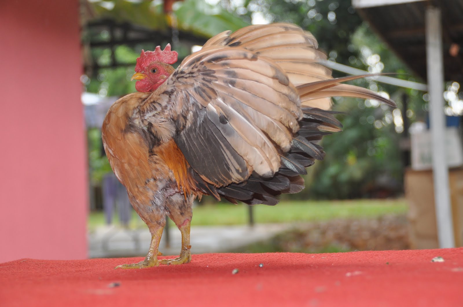 Reban Serama