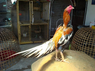dari penampilan ayam aduan adalah warna bulunya. Warna bulu ayam jago