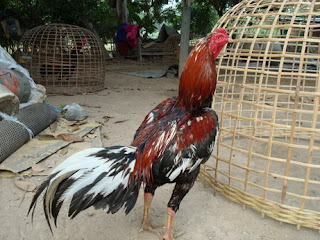 Ayam Jenis Siam Kebanyakan Ini Adalah Yang Pantang Ayam Jenis Siam Kebanyakan Ini Adalah Yang Pantang