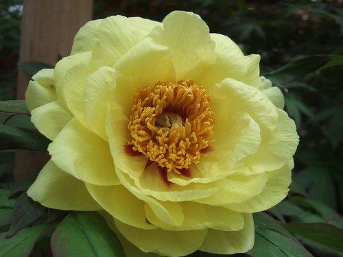 peony