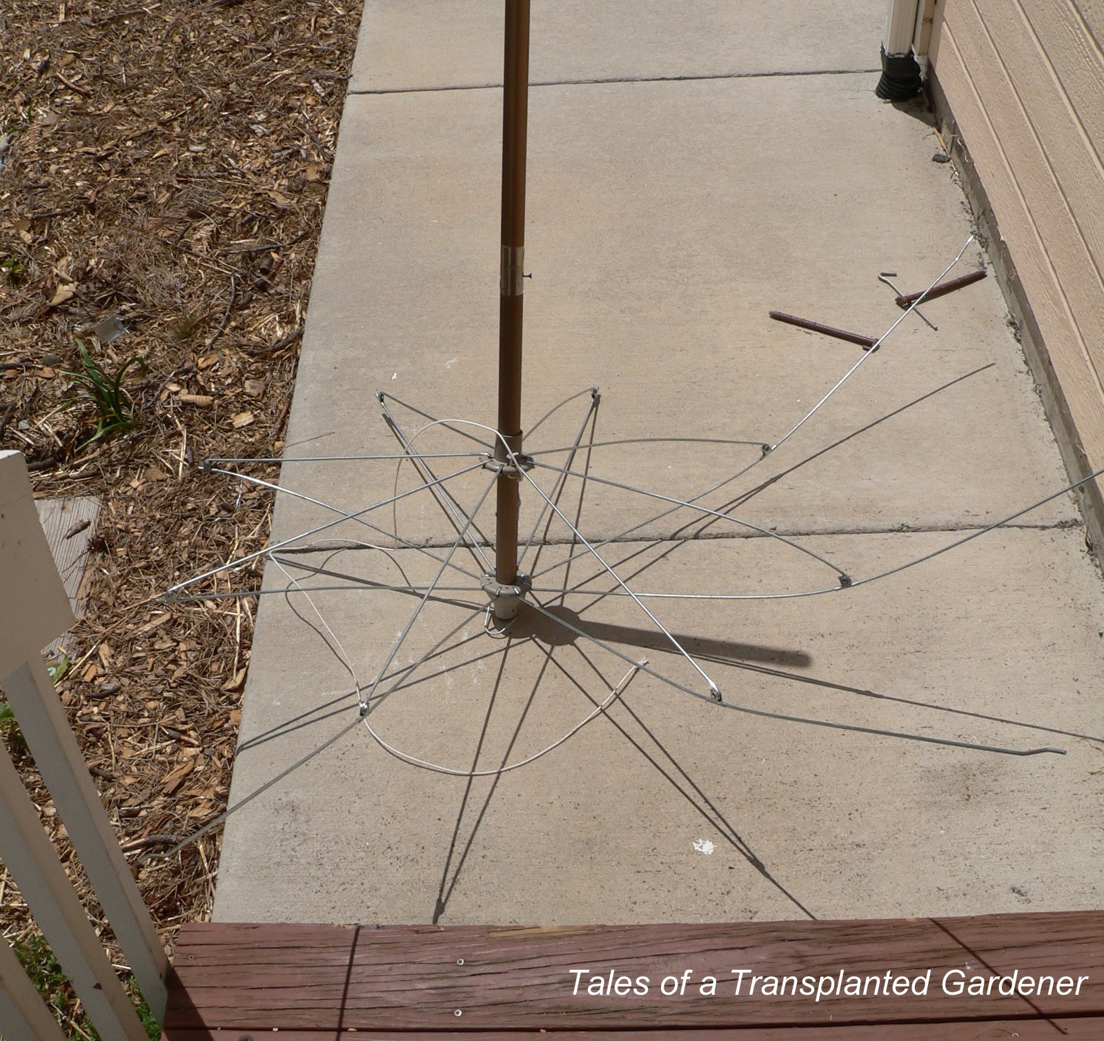 Tales of a Transplanted Gardener Umbrella Trellis