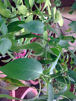 Chilli Plant