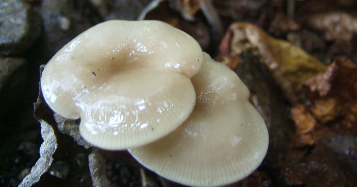 Wet Carpet Mushrooms Growing In Wet Carpet