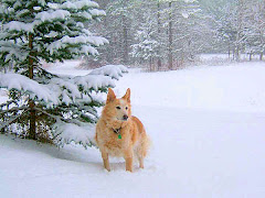 MAX (Buddy Boy)