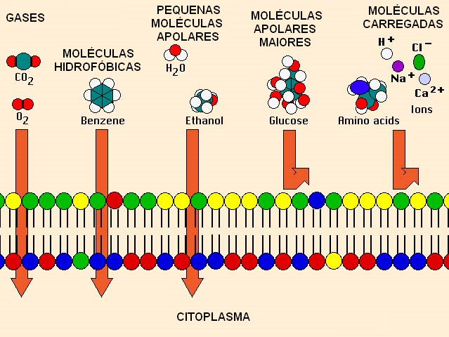 Transporte Pelas Membranas - Racha Cuca, PDF, Membrana celular