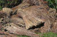 Photograph by John Strange Dirty Asparagus - a photograph as named by Mary Irons