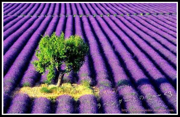 -- A FiELd Of LavENdEr --