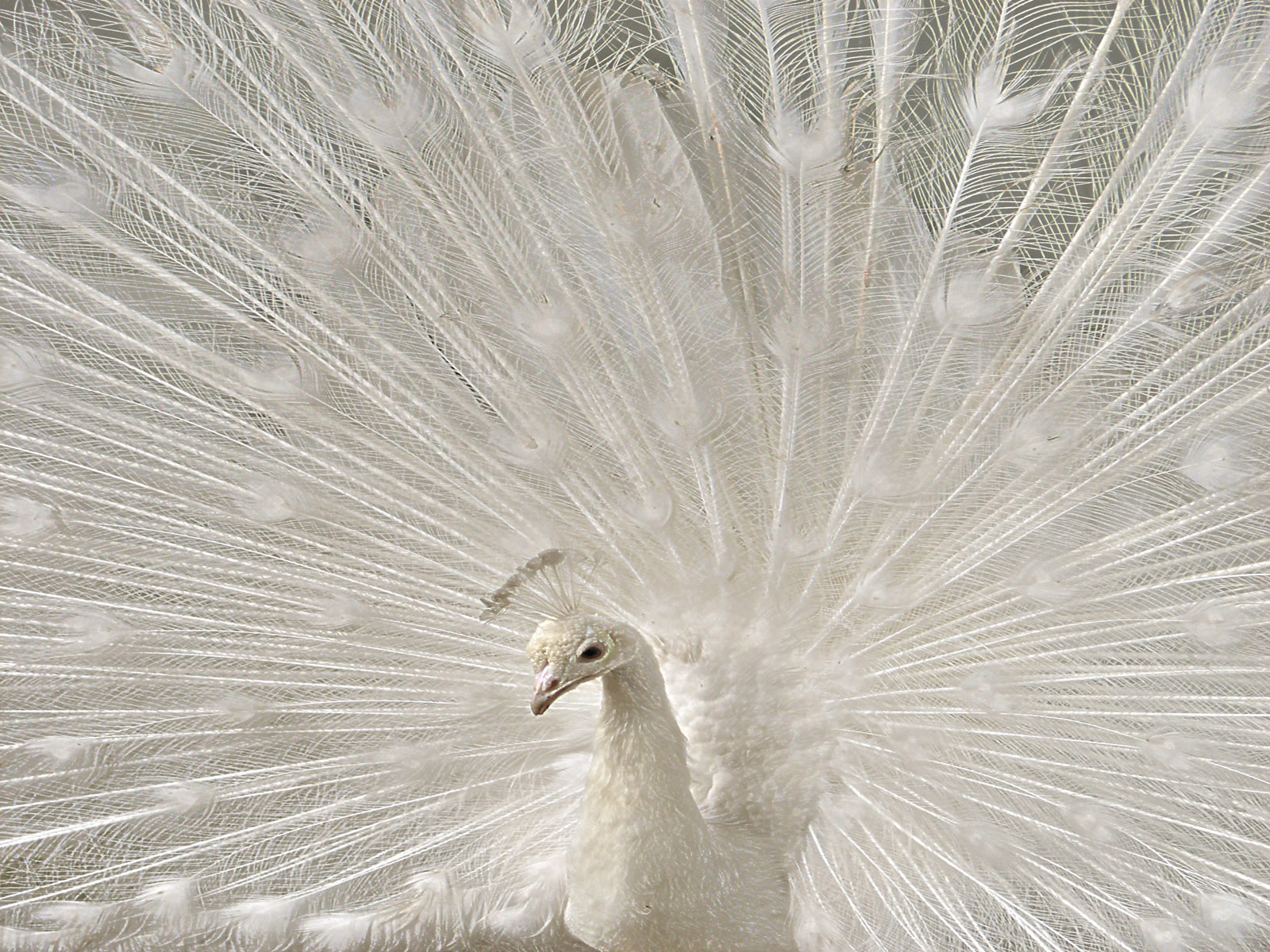 Blog do Pavão: Pavão em estado indefinido