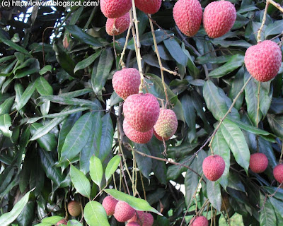 dinajpur lichu, bedana, bombai, madraji, bangladesh, lichi