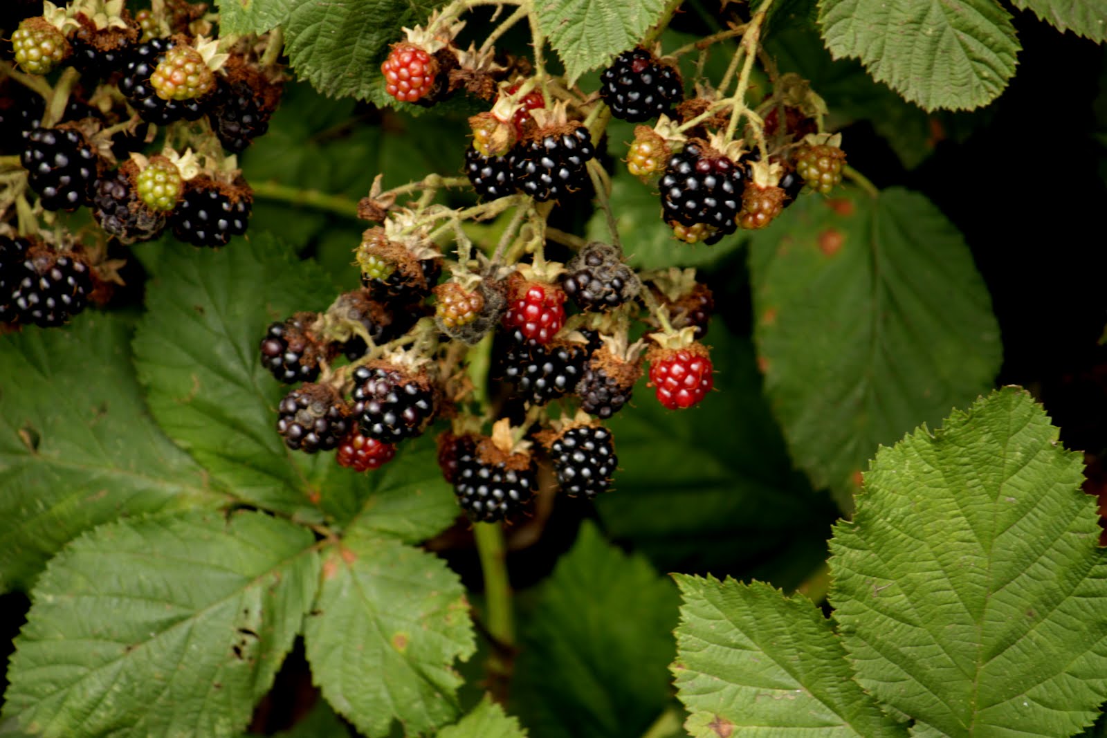 Seattle Pest Control News Abundant Blackberries in Seattle Area Invite