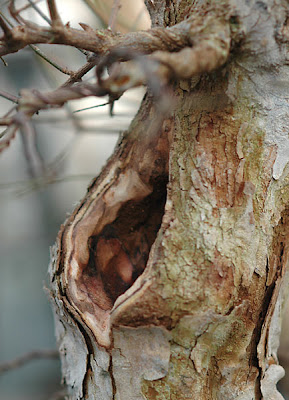 Chùm ảnh: Cây Phong Tam Giác (trident Maple Tree) Với Một Số Vấn đề Chụp Vào đêm Giao Thừa 2006 – 2007 Của Walter Pall
