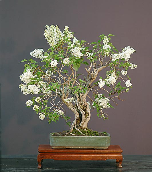 Chùm ảnh: Cây Bonsai Tử Đinh Hương (Lilacs) – Walter Pall