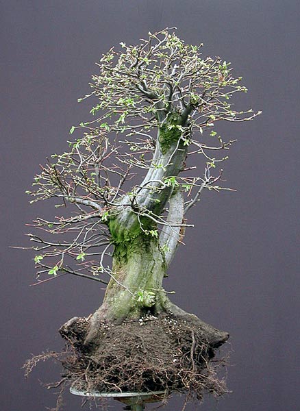 Quá trình tạo dáng cây Trăn Châu Âu (European hornbeam, Carpinus betulus) cỡ lớn của Walter Pall