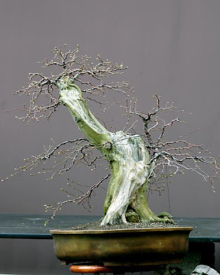 Dự án: Tạo Dáng Cây Trăn Châu Âu (european Hornbeam, Carpinus Betulus) Cỡ Lớn – Walter Pall Dự án: Tạo Dáng Cây Trăn Châu Âu (european Hornbeam, Carpinus Betulus) Cỡ Lớn – Walter Pall