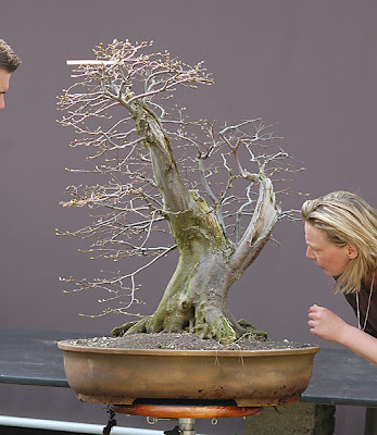 Dự án: Tạo Dáng Cây Trăn Châu Âu (european Hornbeam, Carpinus Betulus) Cỡ Lớn – Walter Pall Dự án: Tạo Dáng Cây Trăn Châu Âu (european Hornbeam, Carpinus Betulus) Cỡ Lớn – Walter Pall