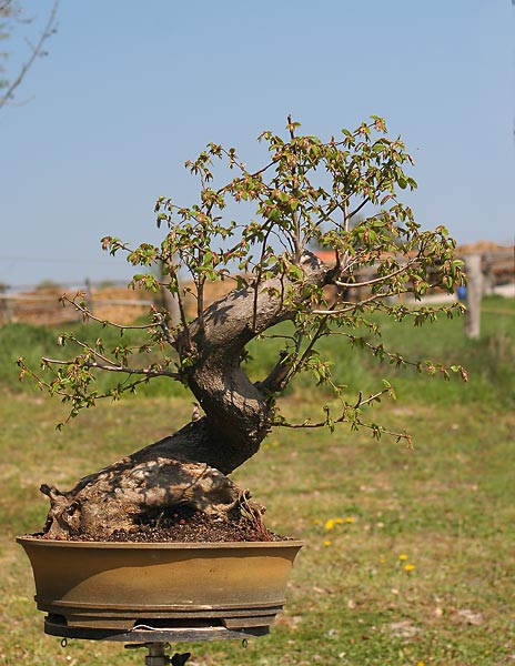 Gallery một cây Trăn (Hornbeam) cỡ lớn nữa – Walter Pall