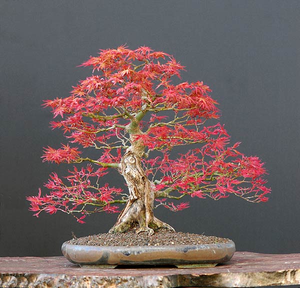 Chùm ảnh Bonsai mùa xuân (17/04/2007) của Walter Pall