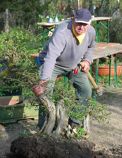 Chùm ảnh trồng cây Trăn Châu Âu (European hornbeam, Carpinus betulus) – Walter Pall
