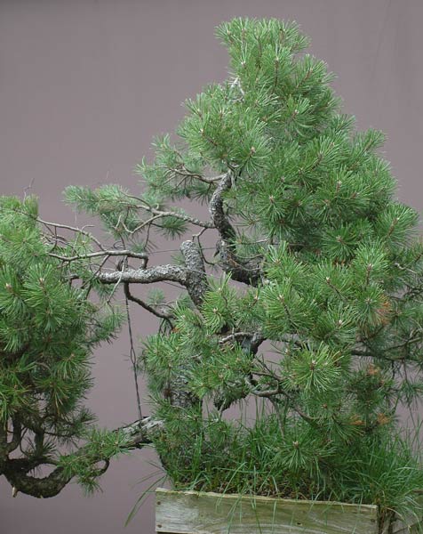 Chinh phục cây Bonsai Thông Mugo cheo leo sườn núi – Walter Pall