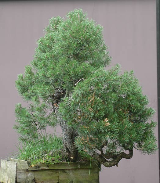 Chinh phục cây Bonsai Thông Mugo cheo leo sườn núi – Walter Pall